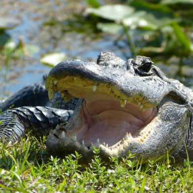 Alligator