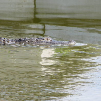 Alligator