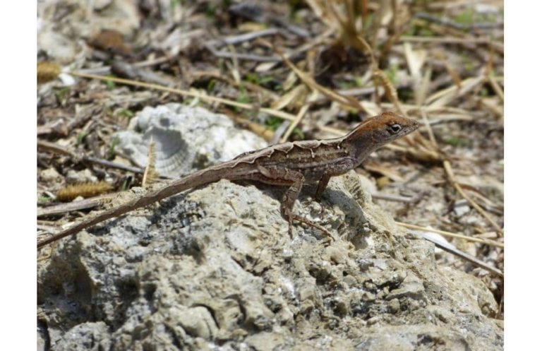 J. N. „Ding“ Darling National Wildlife Refuge Florida