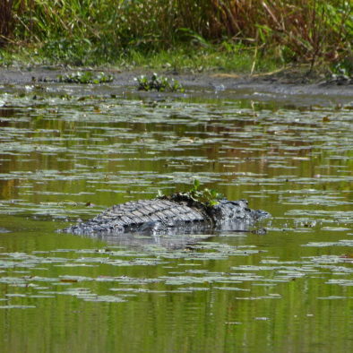 Krokodil im Sumpf