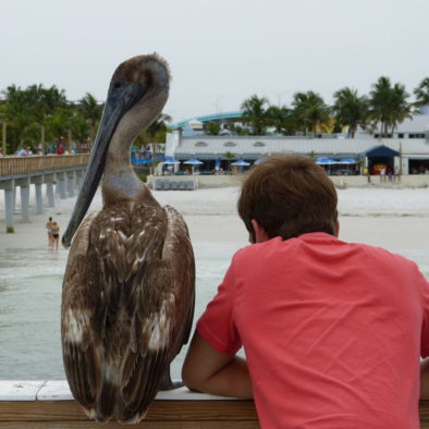 Pelikan in Florida