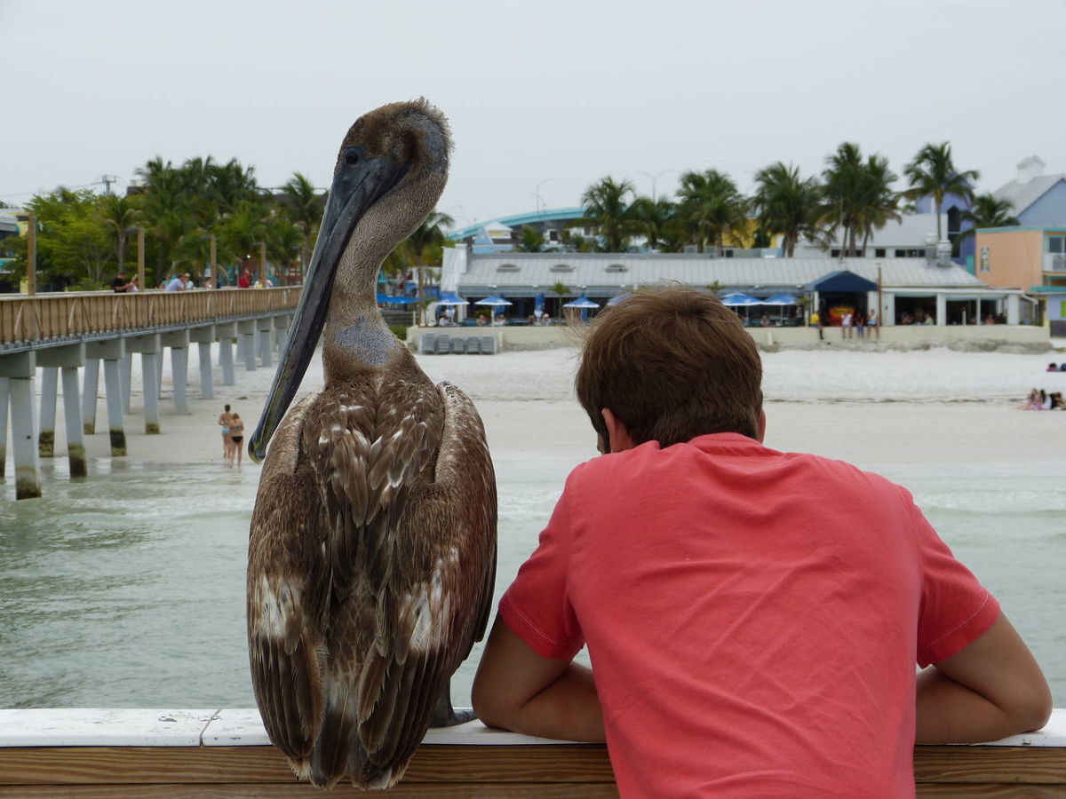 Mein Freund Der Pelikan Typisch Florida