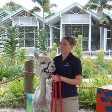 Lama mit Frau