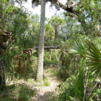 Everglades Florida